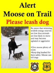 Alert moose on trail