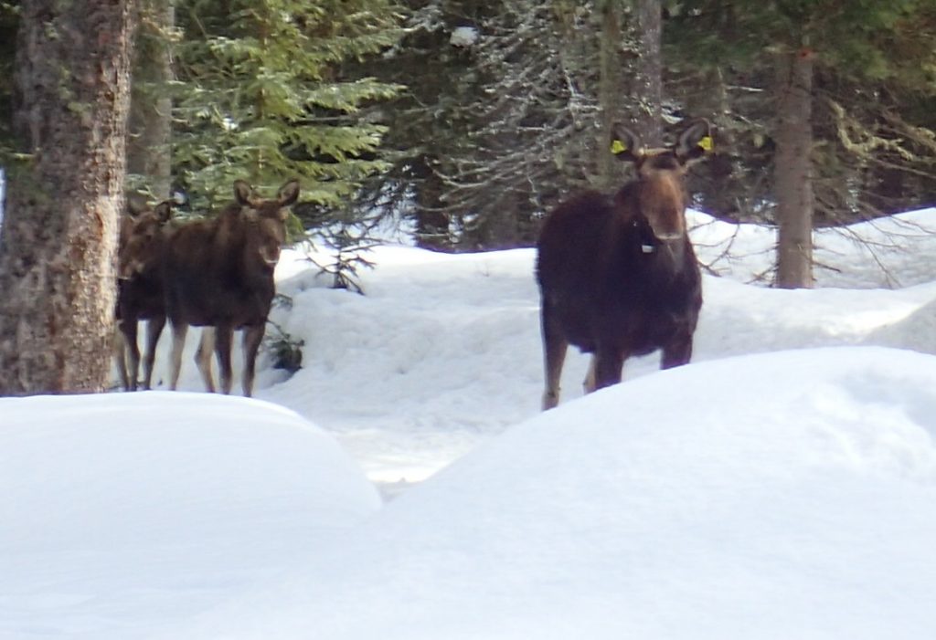 photo of two moose trail creek