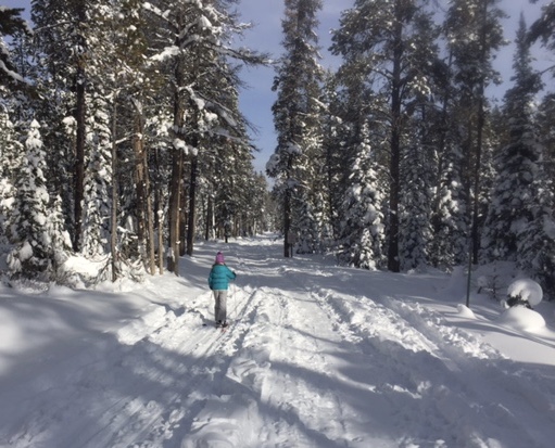 GTNP Ski and snowshoe trip - image of solo cross country skier in the forest on the Moose-Wilson Road