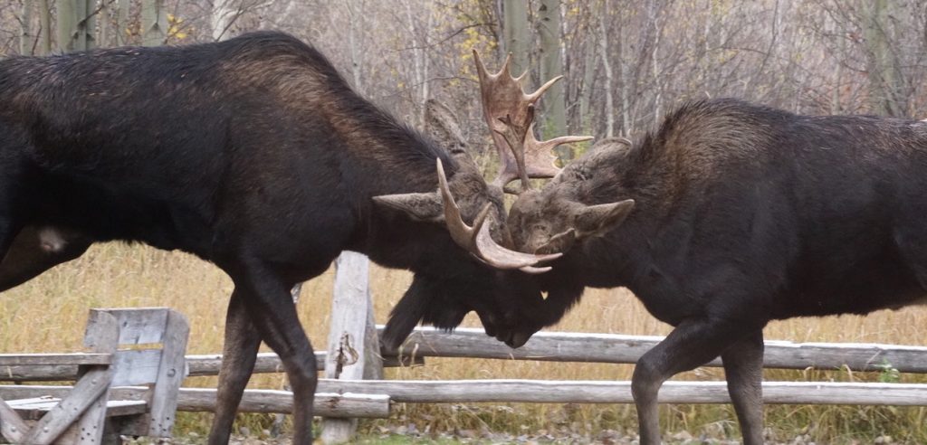 2 male moose sparring near a wildlife friendly fence