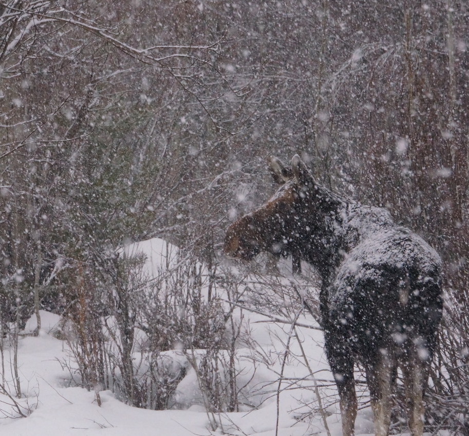 Moose are often seen in Jackson Hole while cross country skiing