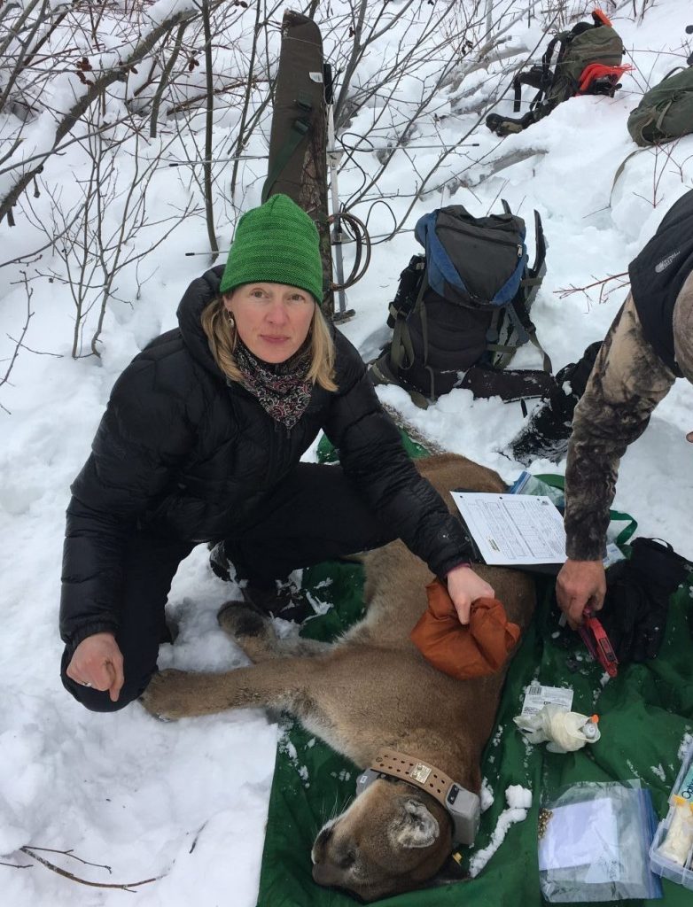 Cougar research in winter by JH Wildlife Foundation