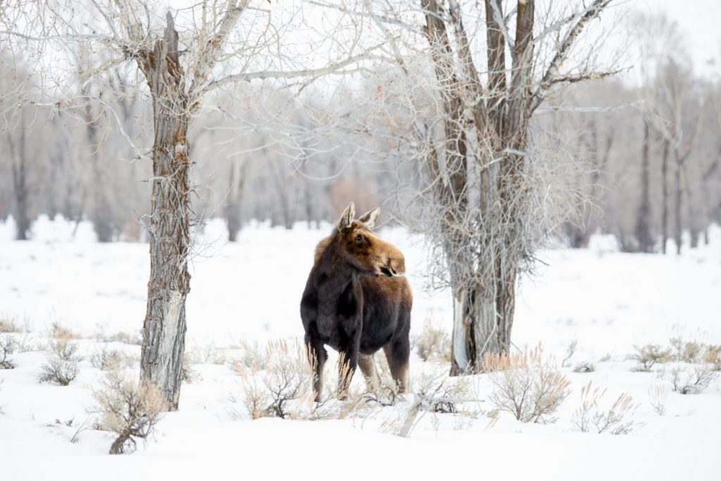 Moose standing in the trees