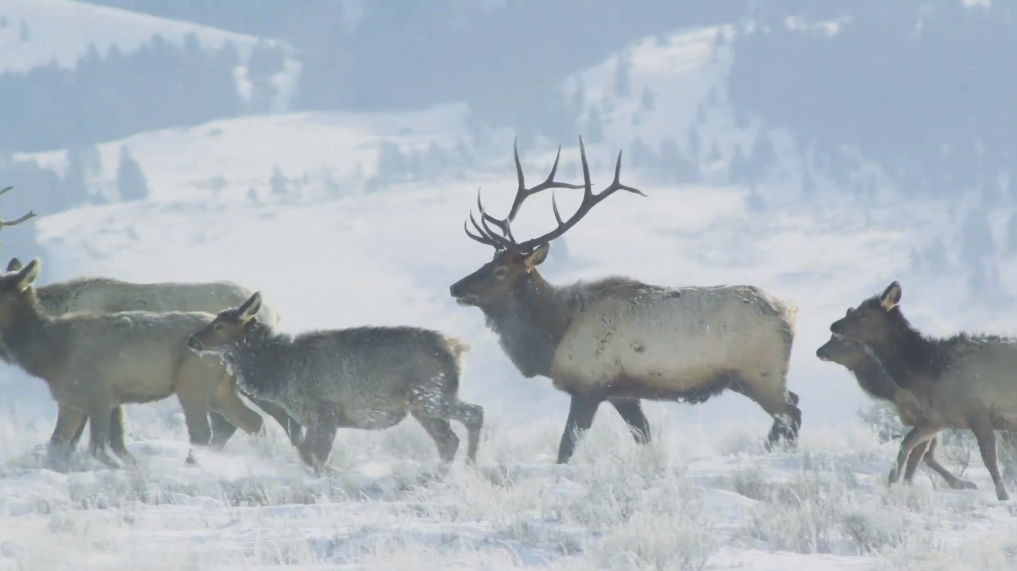 Recreate Responsibly - Respect wildlife, give them space as they navigate harsh winter conditions