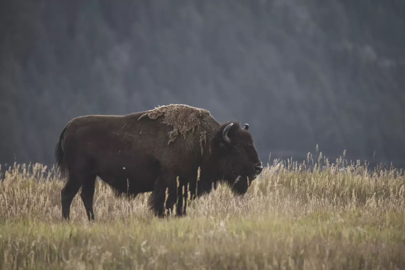 Bison in Grand Teton National Park in the fall