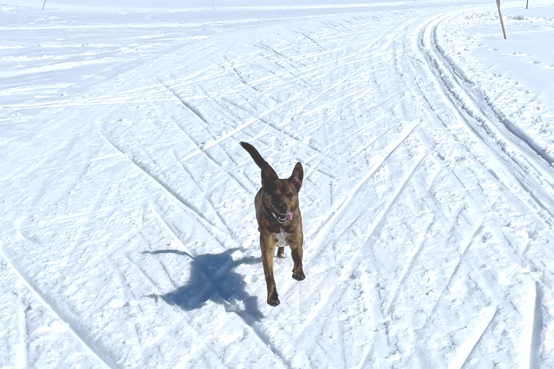 Top Dog-Friendly Winter Trails