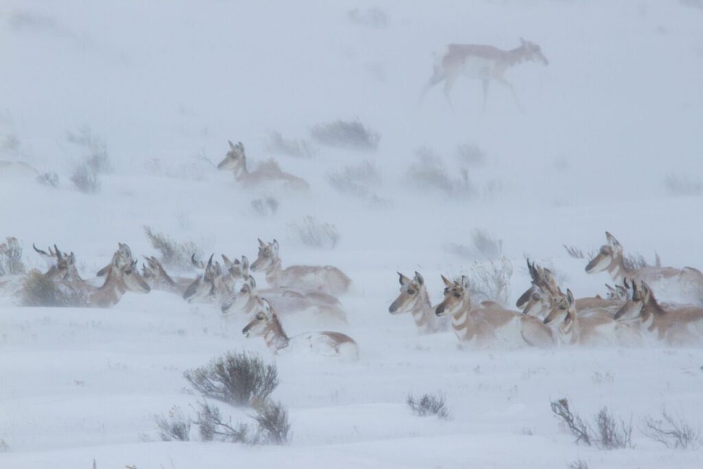 A herd of pronghorn deer in a snowy flurry 