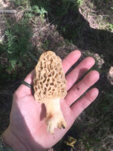 A big morel mushroom in hand