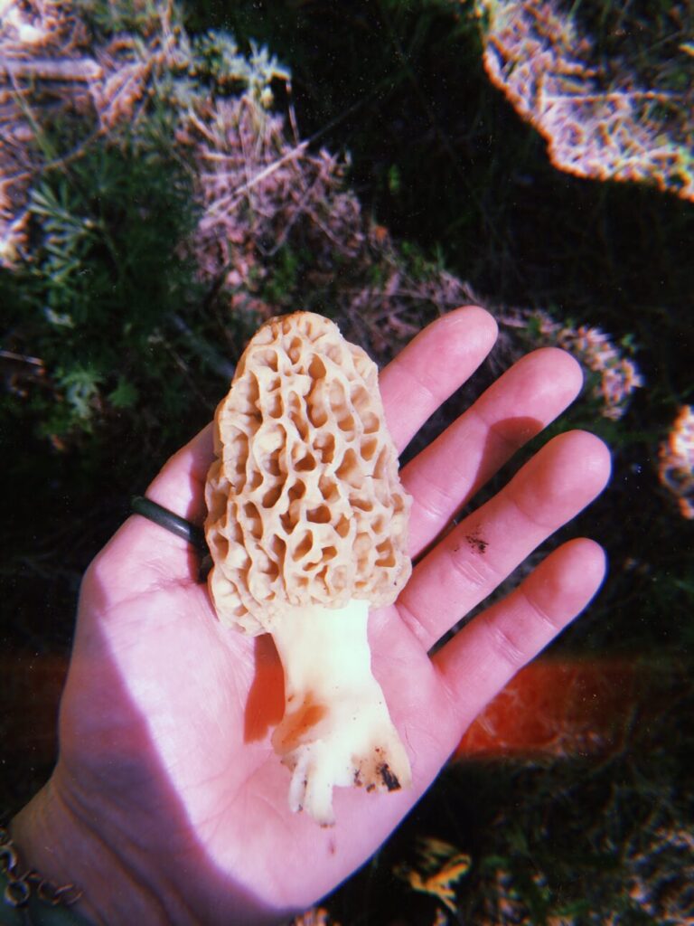 A forager holding a large morel mushroom in the palm of their hand.
