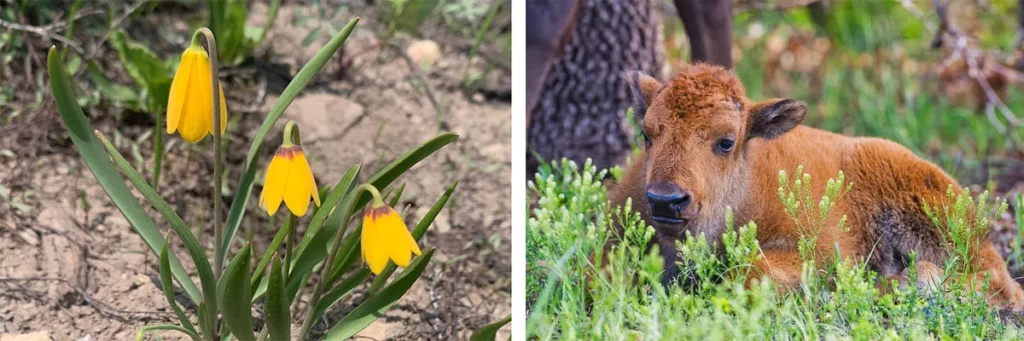 The Hole Hiking Experience Update - flowers blooming and baby bisons