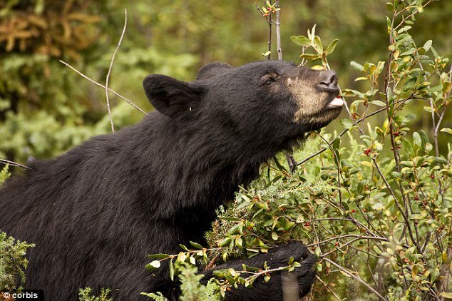 A black bear snacking on some huckleberries straight from the bush