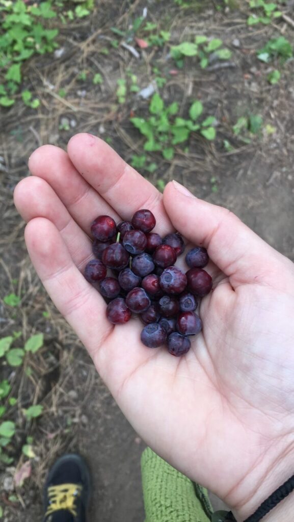 A handful of violet huckleberries 