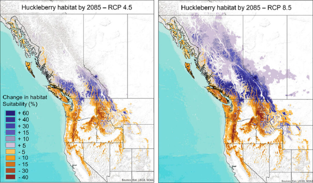 A map of projected changes of huckleberry habitats over the next 60 years. Regions in the US are projected to loose huckleberry habitats, while regions and Canada will gain them. 
