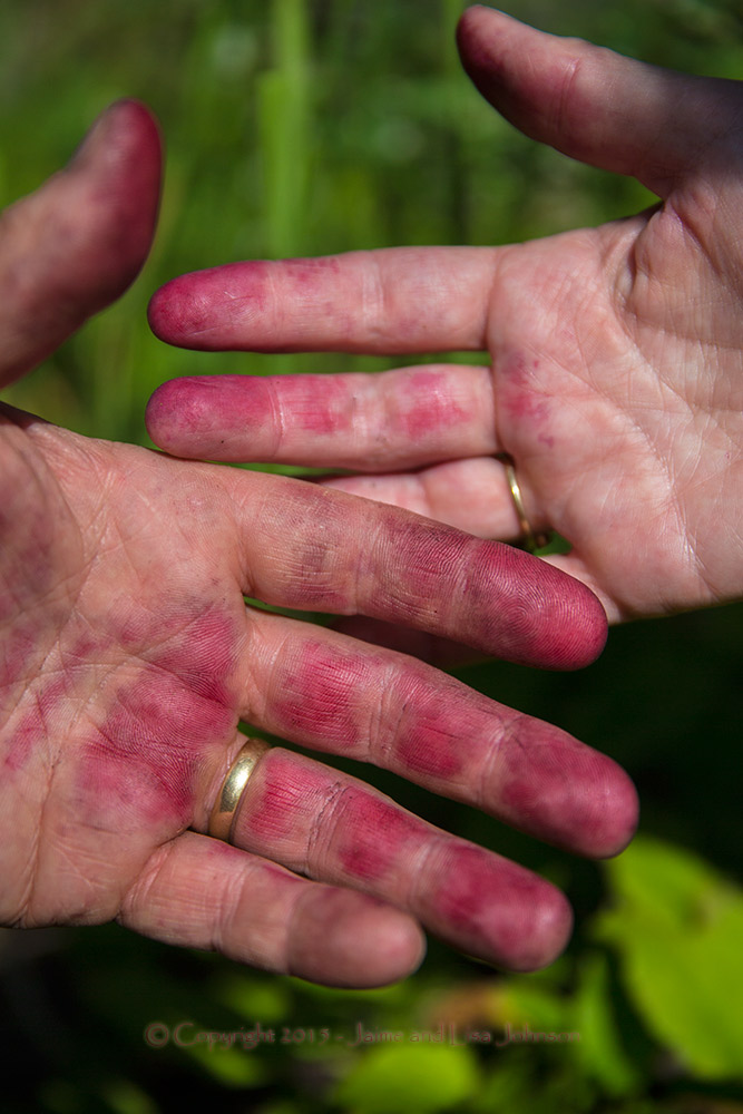 Huckleberry stained hands, the fingers are a bright magenta color 