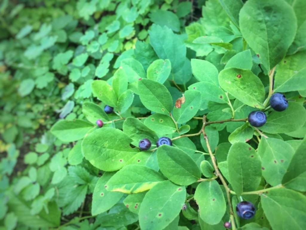A bush with a few exceptional looking huckleberries