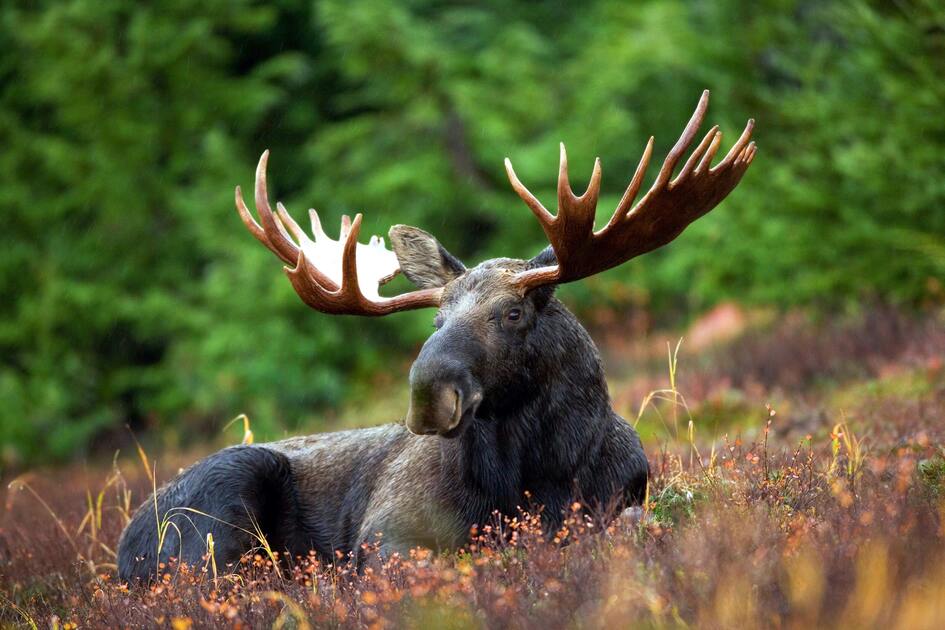 JH Nordic - Coal Creek Trail. Image of moose