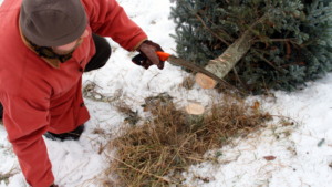 Using a handsaw to cut down your Christmas tree