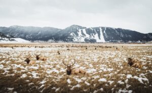 Elk on the Elk Refuge 