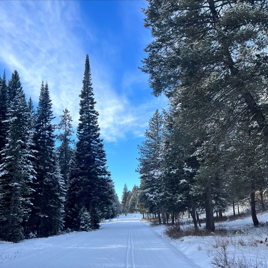 Blue sky, trees and a groomed track