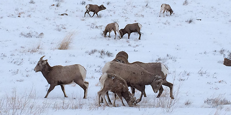 bighorn sheep