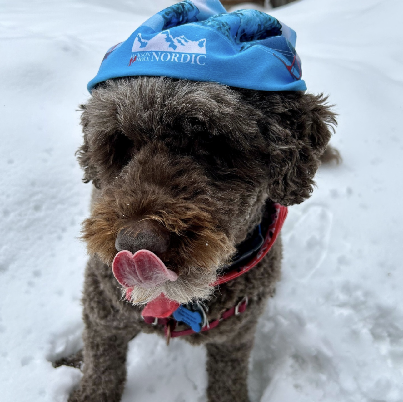 DogBeanie DogBeanie