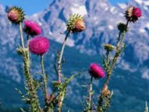 support public lands by pulling musk thistle