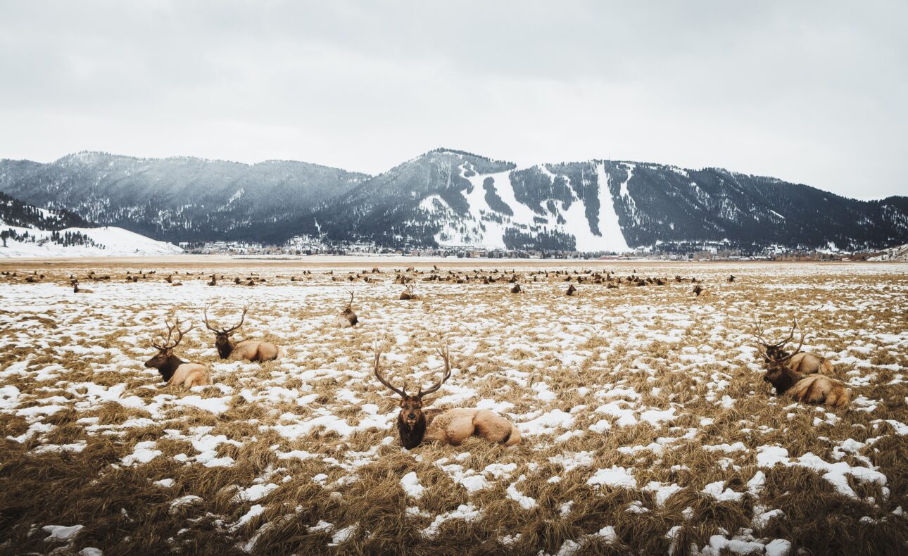 2 Perfect Days - Winter Trails Adventure. Elk on the Elk Refuge