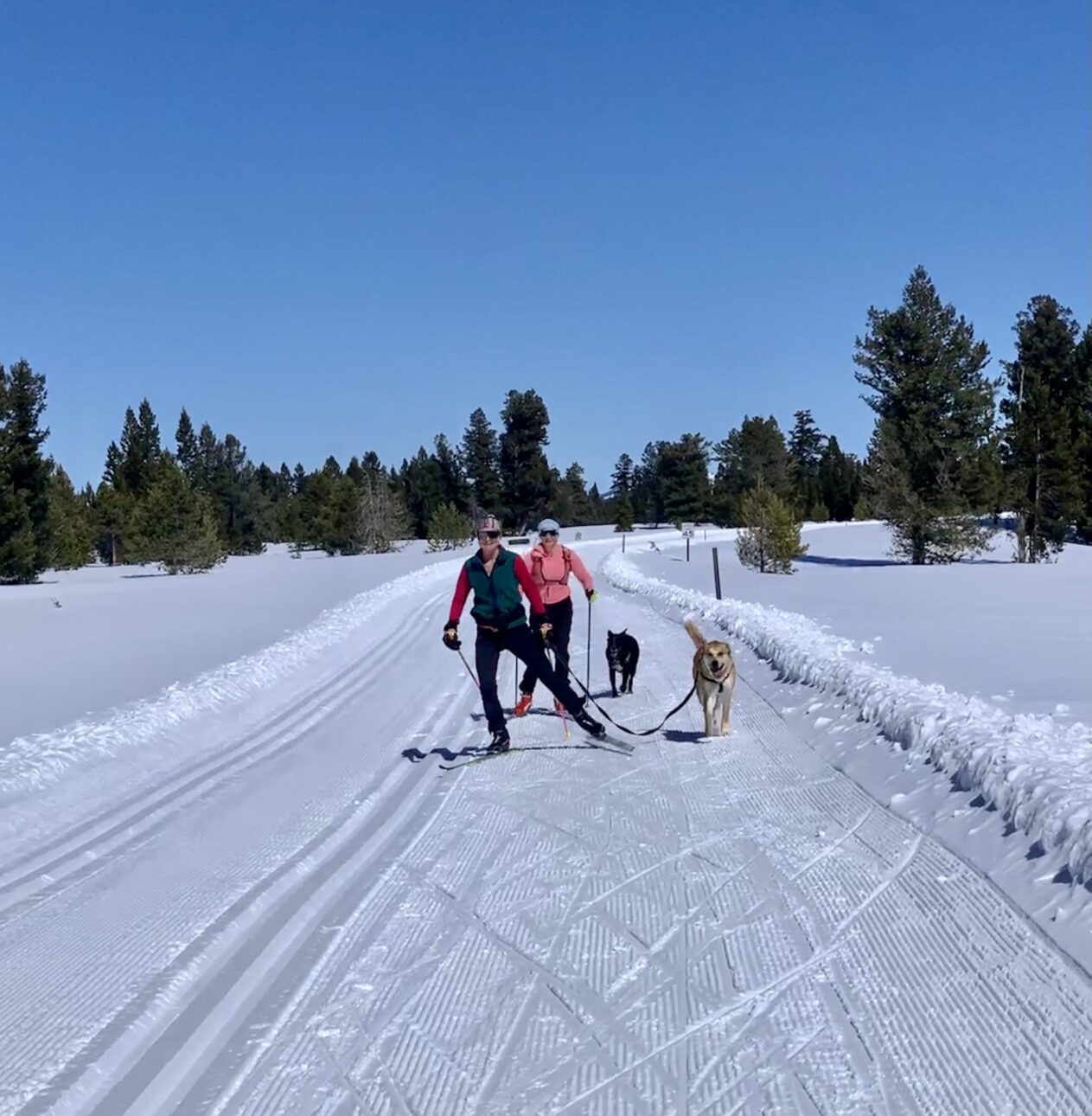 Skate skiing with dogs on leash