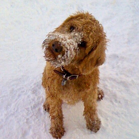 Milo the dog