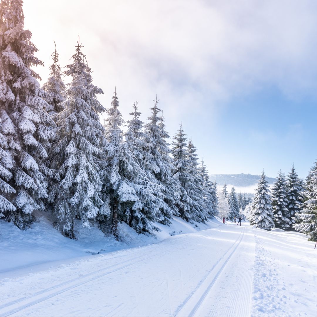 winter trail etiquette - image of a snow-covered scenic Nordic trail