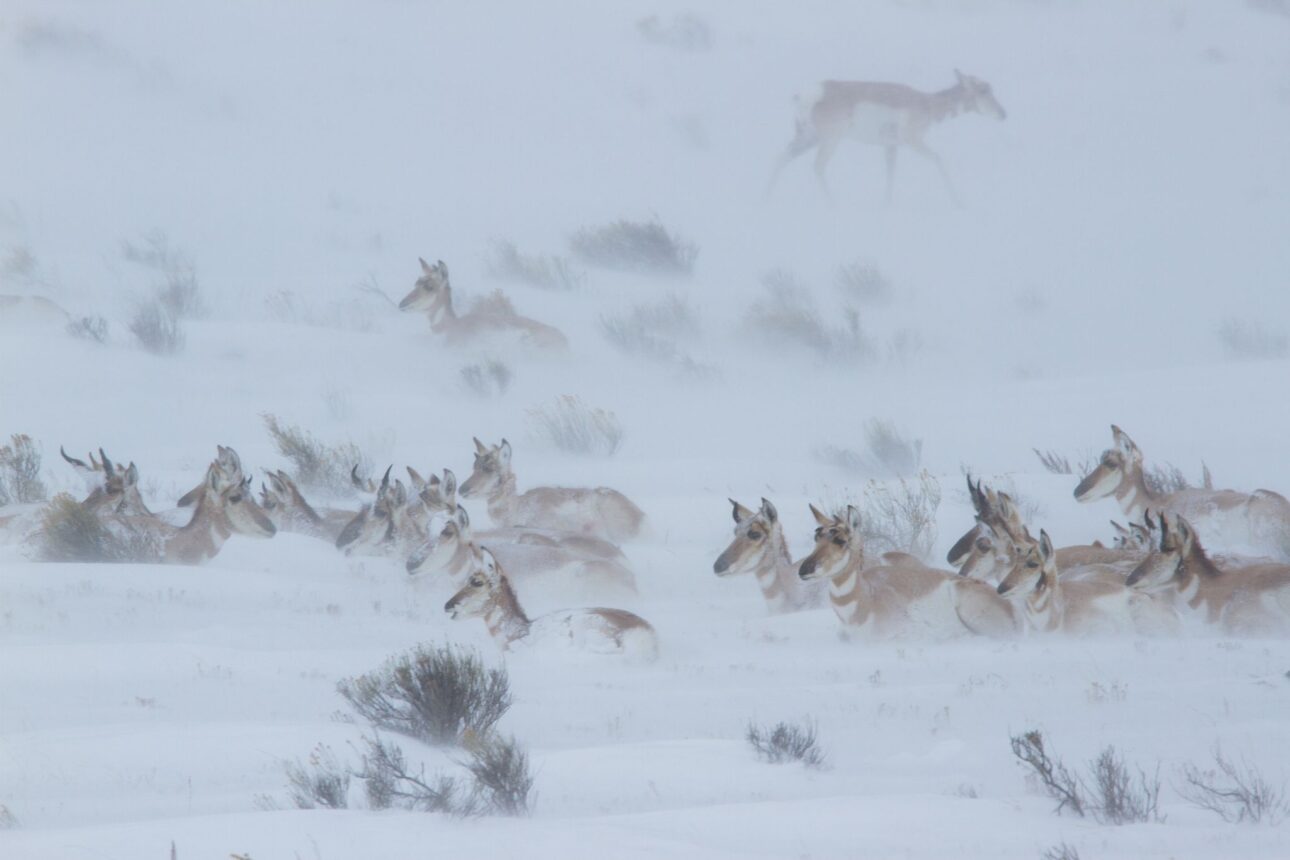 A herd of pronghorn deer in a snowy flurry