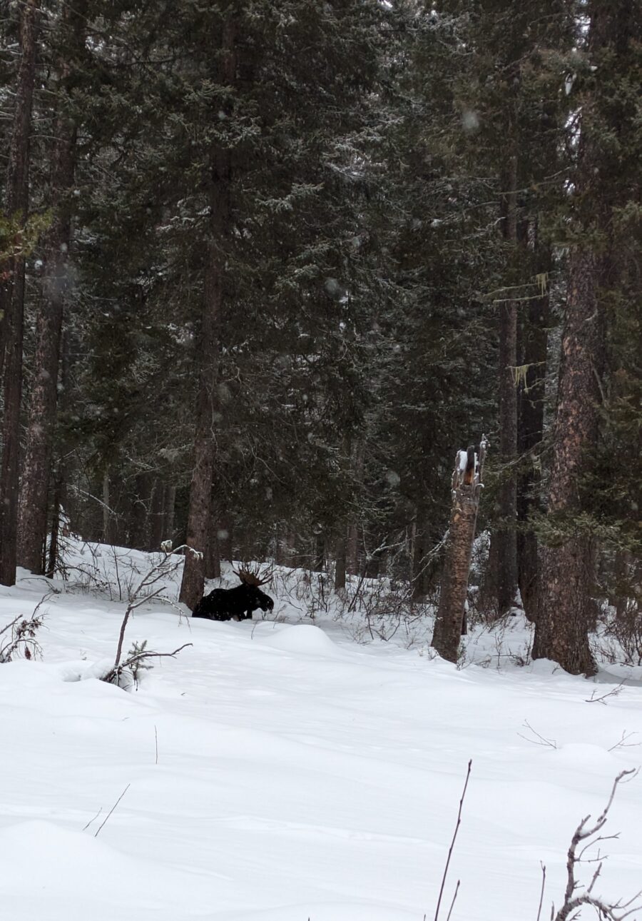 Bull_Moose_Trail_Ohara_Feb_2024