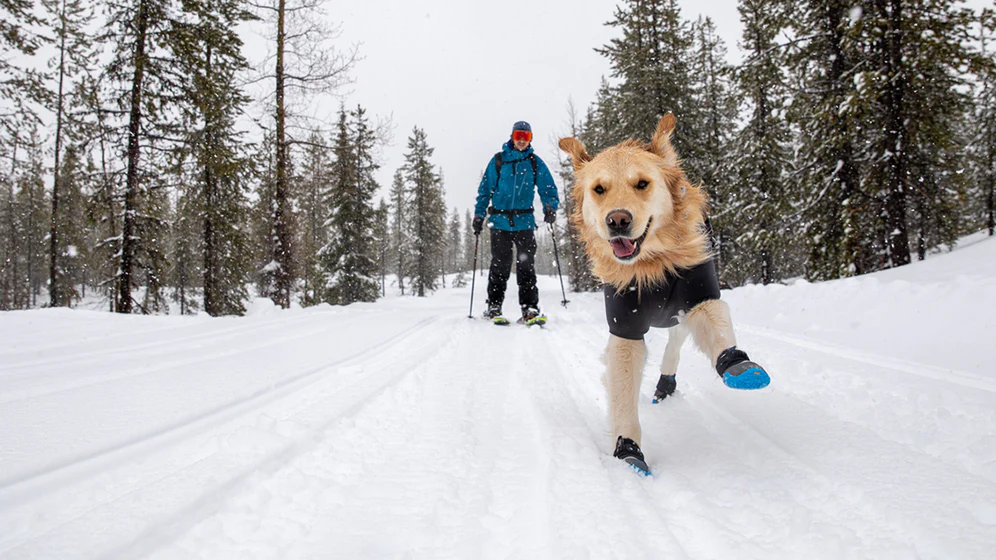 A golden retriever bounds ahead in his snow boots