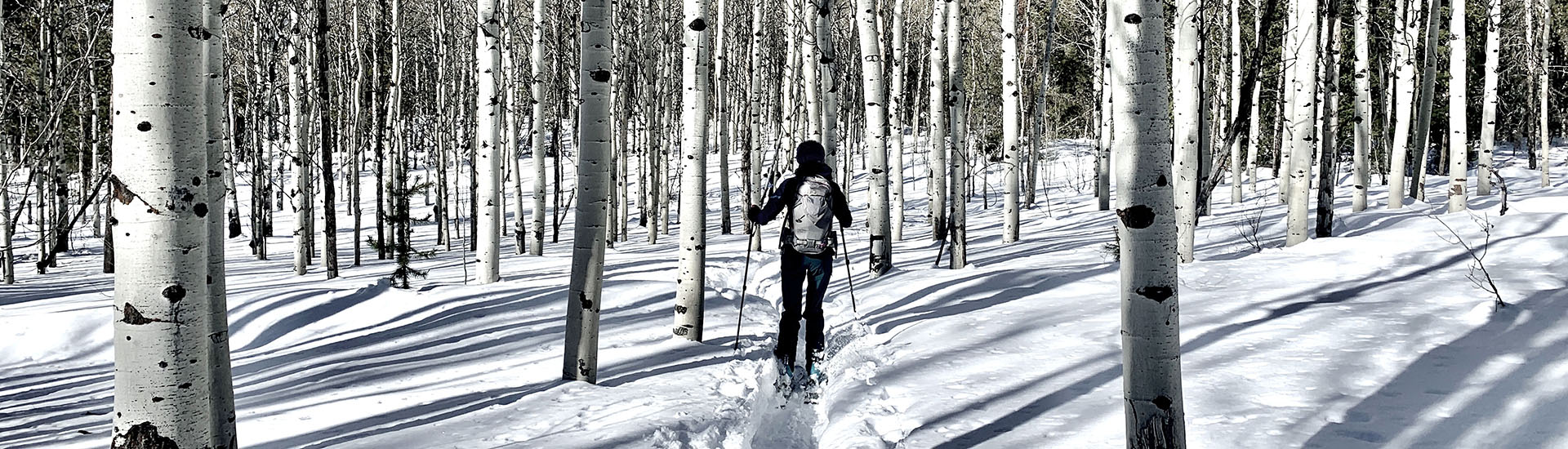 photo of single skier in an aspen grove