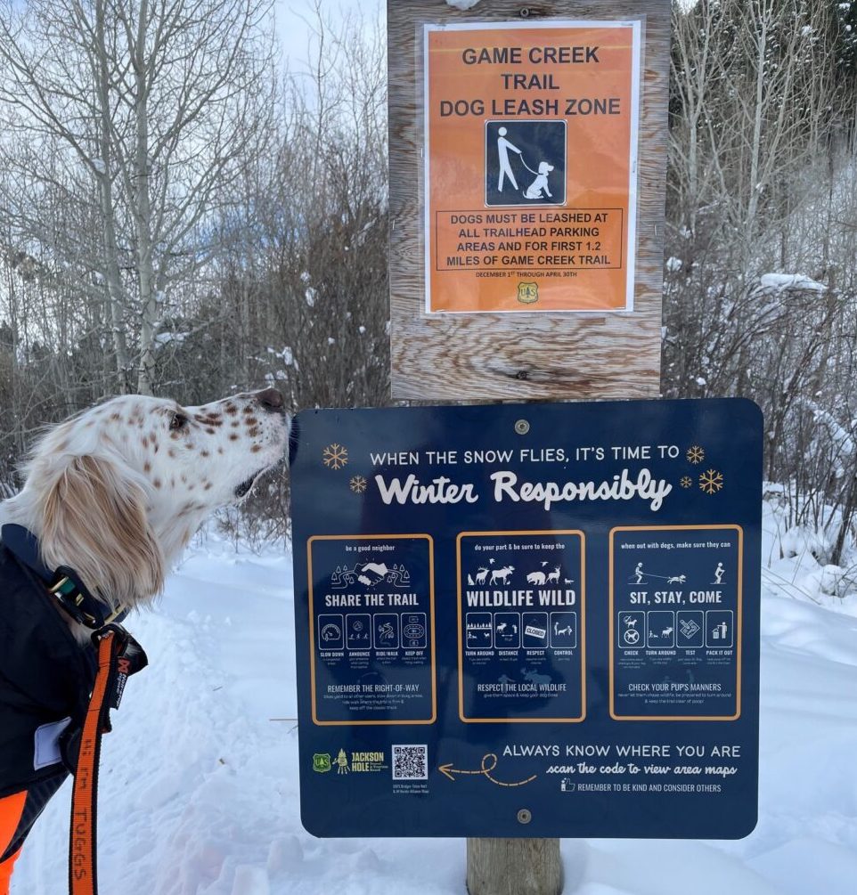 a dog wearing a leash looking up at the winter responsibly sign