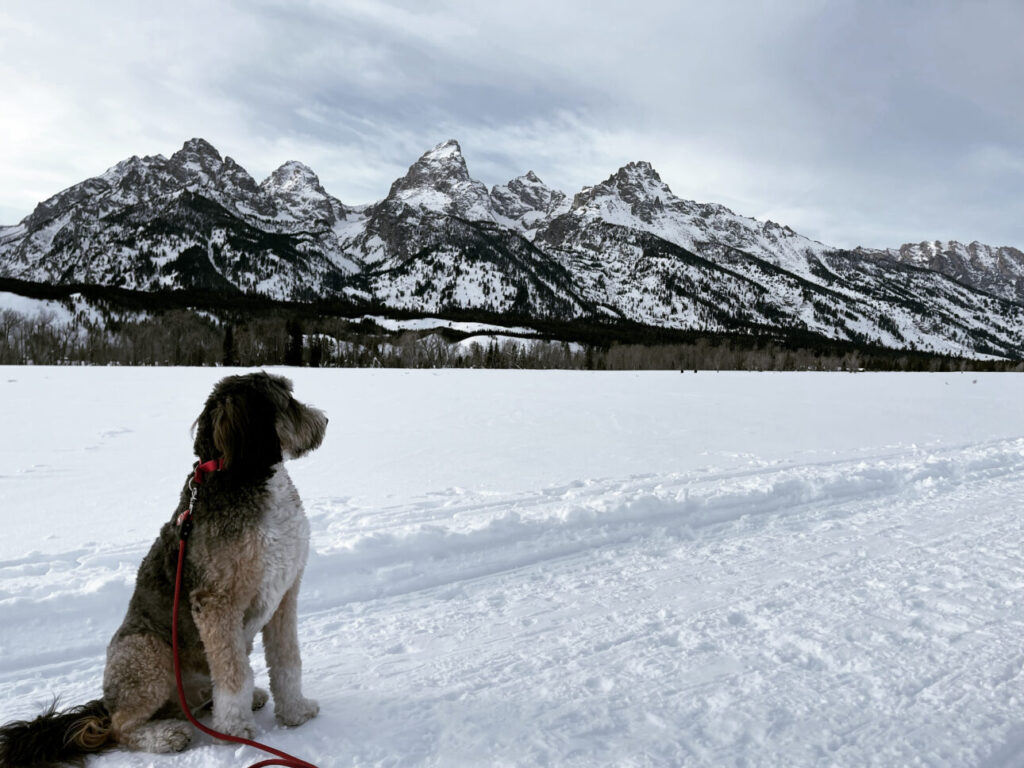 Oskar Bitzer dog in front of Tetons in winter