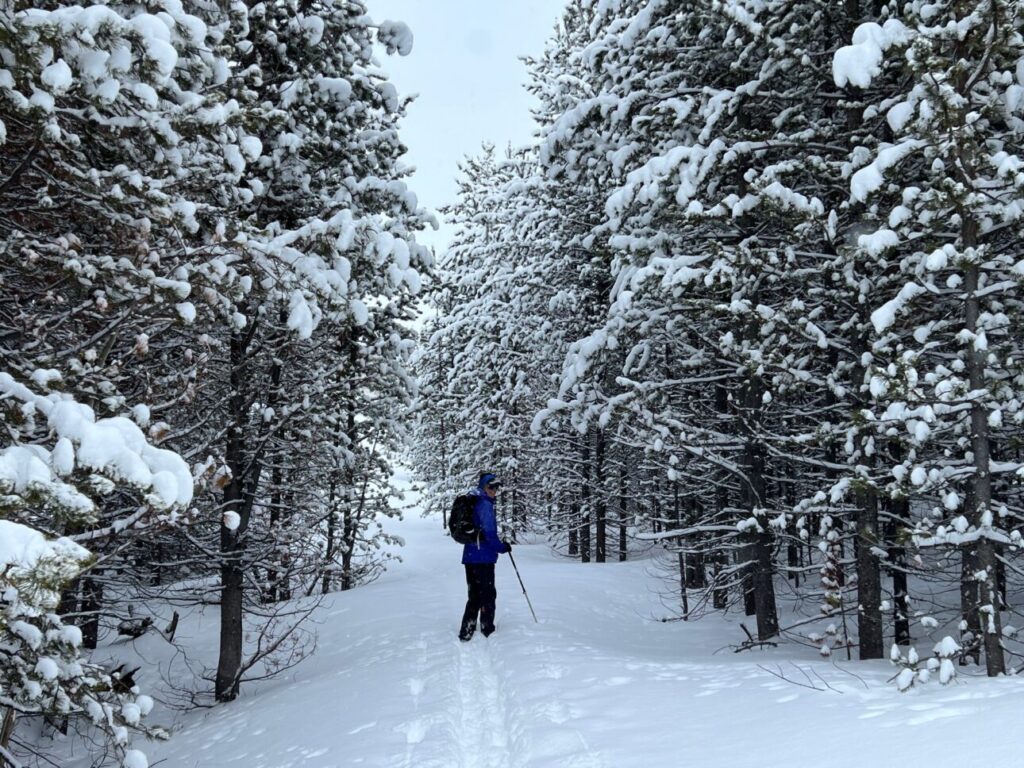 skier looking back as she makes her way through trees